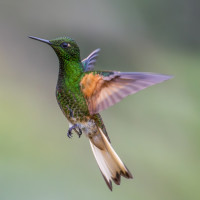 Buff-tailed Coronet